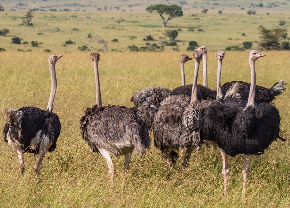facts about Ostrich