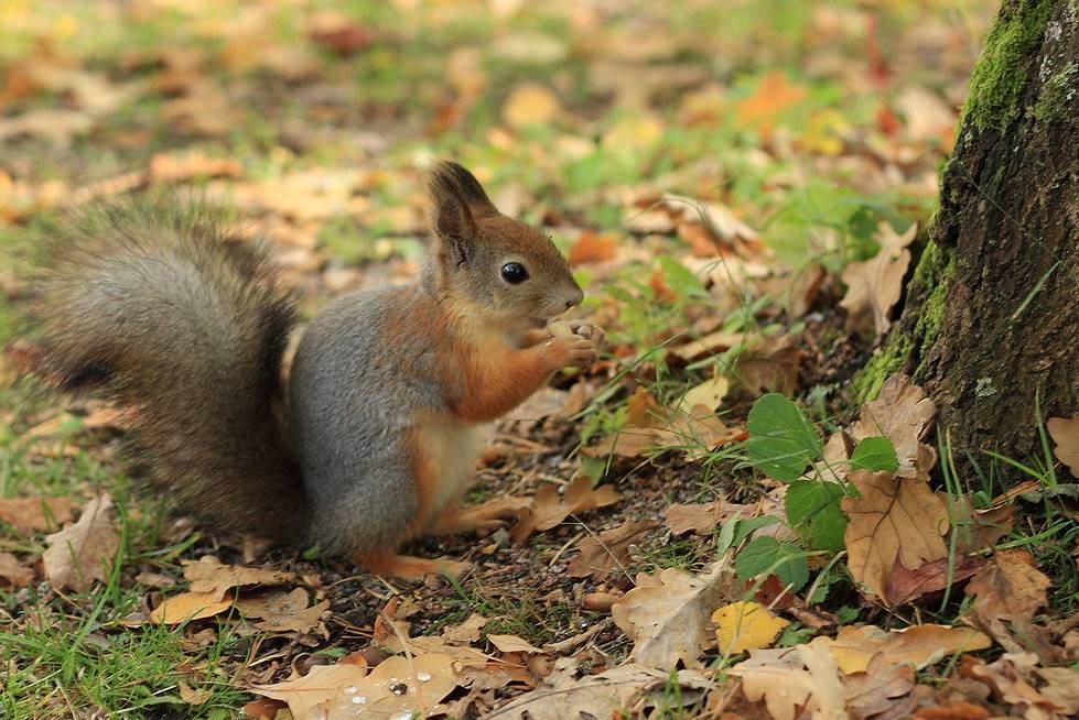 facts about Squirrel