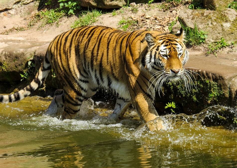 facts about tiger
