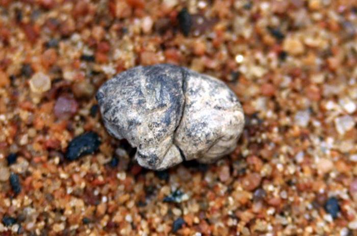 he oldest piece of chewing gum