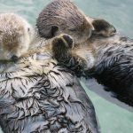 facts about Sea otters
