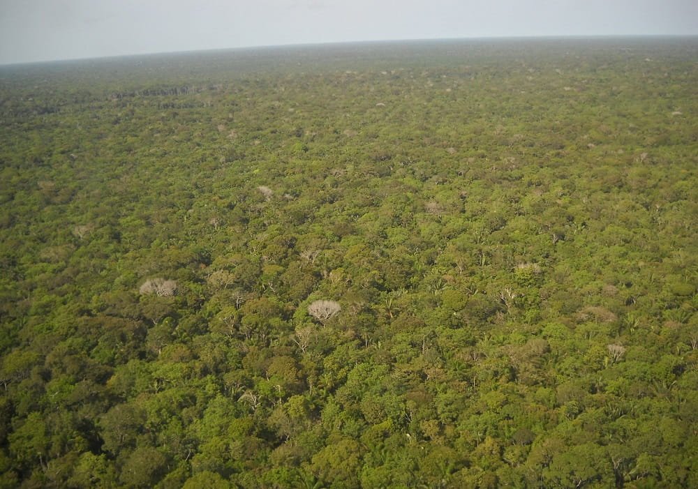 amazon forest