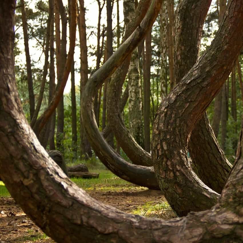Crooked Forest, Poland