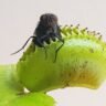 Carnivorous Plants with Deadly Clutches