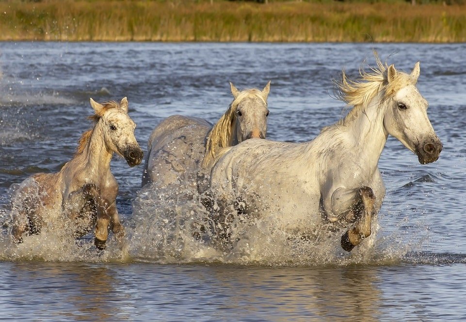 camargue france