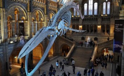 A blue whale skeleton in the natural history museum, London, England