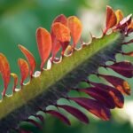 African Milk Tree-Euphorbia trigona