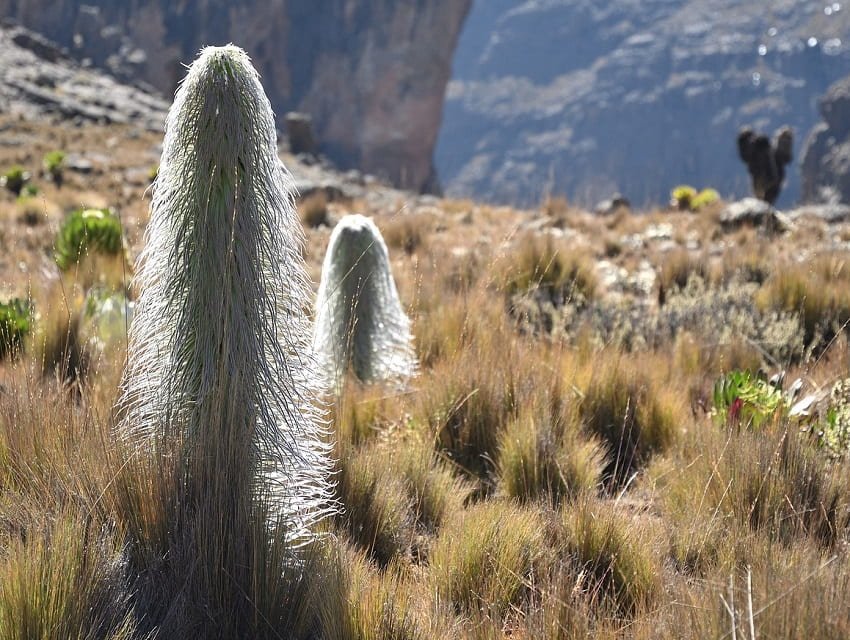 Unique Alpine Vegetation in kenya