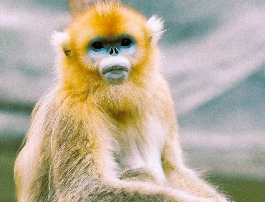 golden snub-nosed monkey China