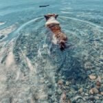 Dog Swimming into the Crystal-Clear Water of Flathead Lake, Montana
