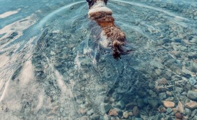 Dog Swimming into the Crystal-Clear Water of Flathead Lake, Montana