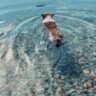 Dog Swimming into the Crystal-Clear Water of Flathead Lake, Montana