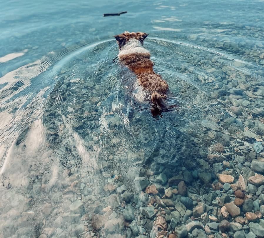 Dog Swimming into the Crystal-Clear Water of Flathead Lake, Montana