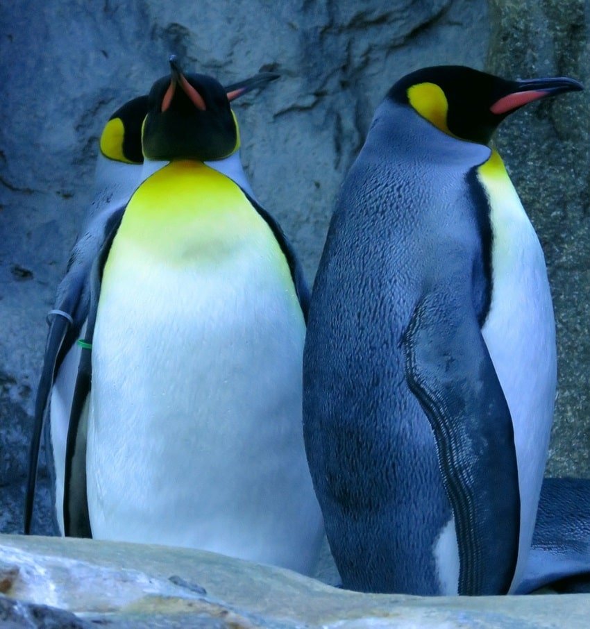 King penguin, Calgary zoo