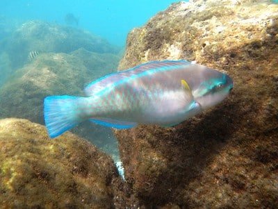 Peanut Island Snorkeling 