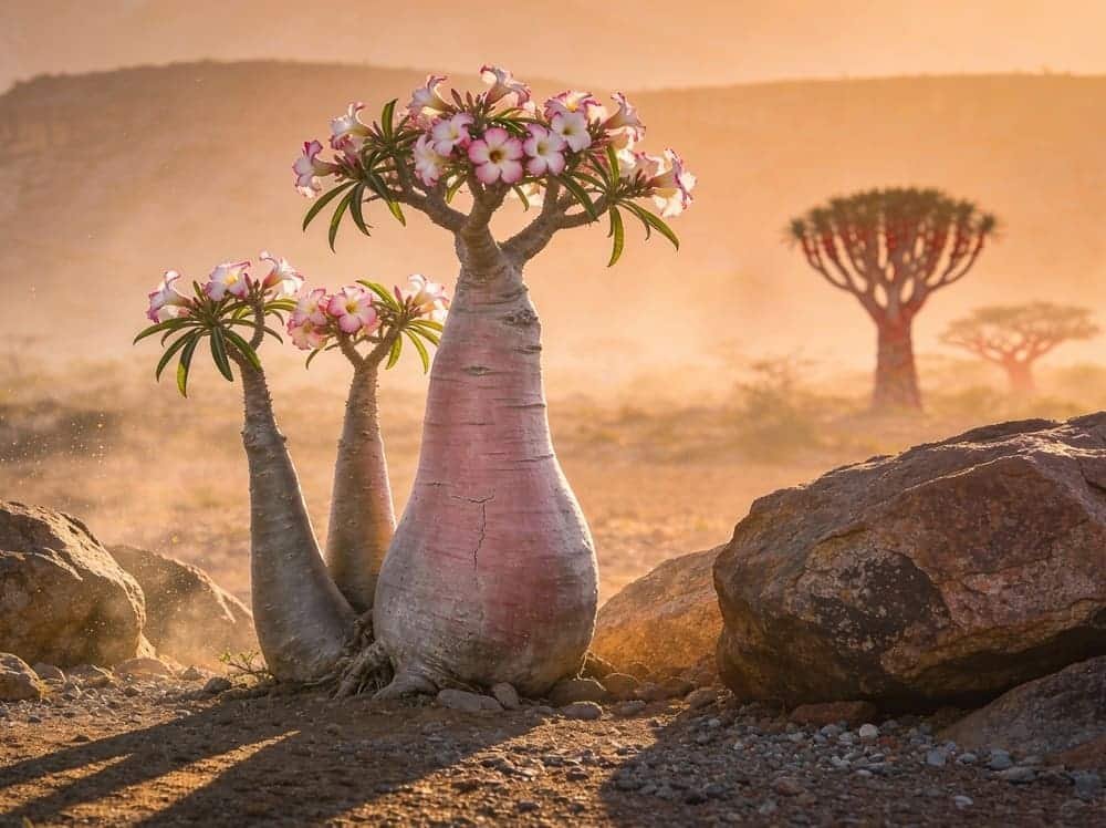 bottle-shaped trees of Socotra Island