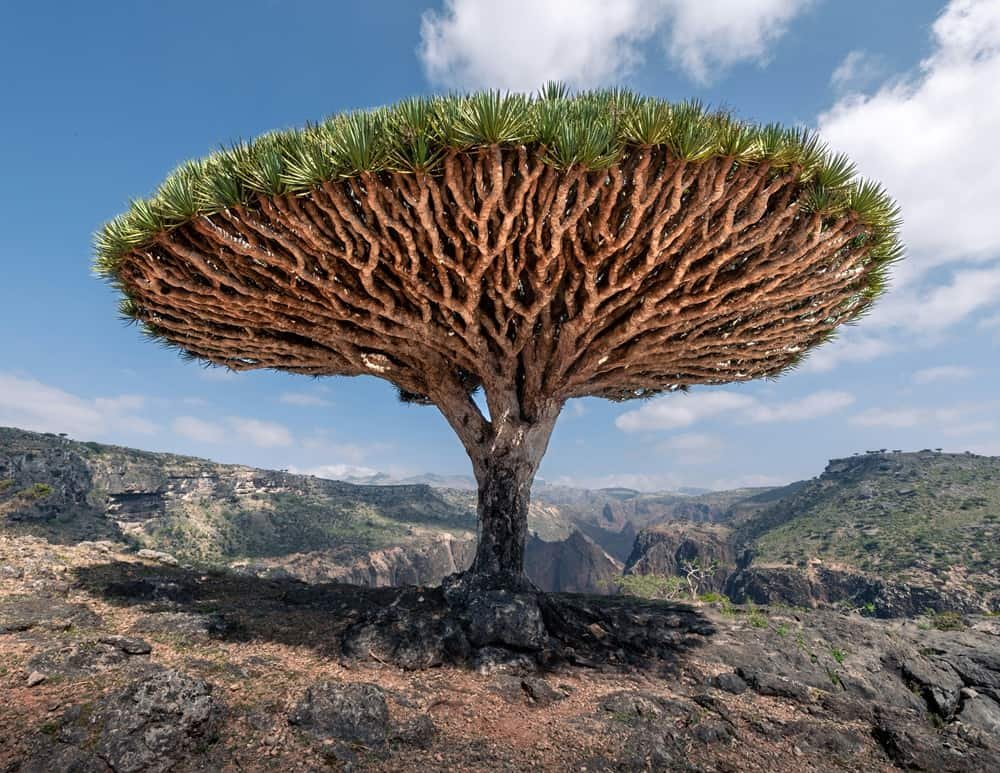 dragon blood tree in Socotra Island, Yemen