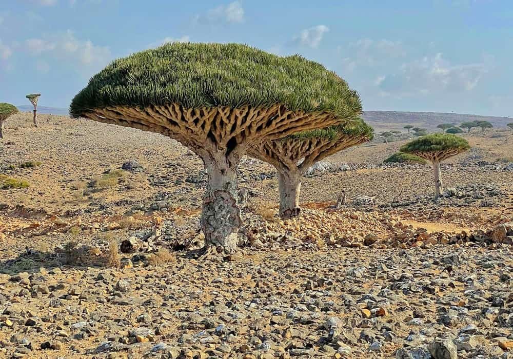 Dragon Blood Trees in Socotra Island