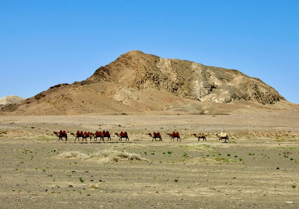 Gobi Desert Camel Caravan Crossing Rocky Landscape in Mongolia