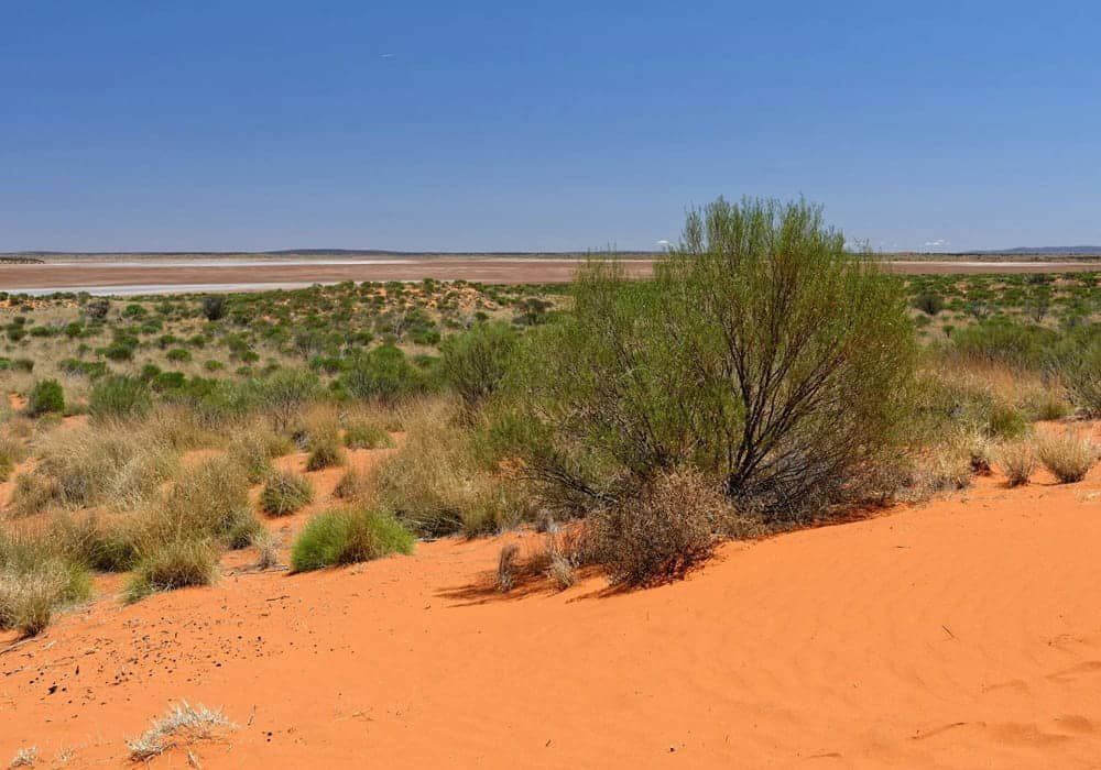 Great Victoria Desert Landscape with Red Sand and Sparse Vegetation