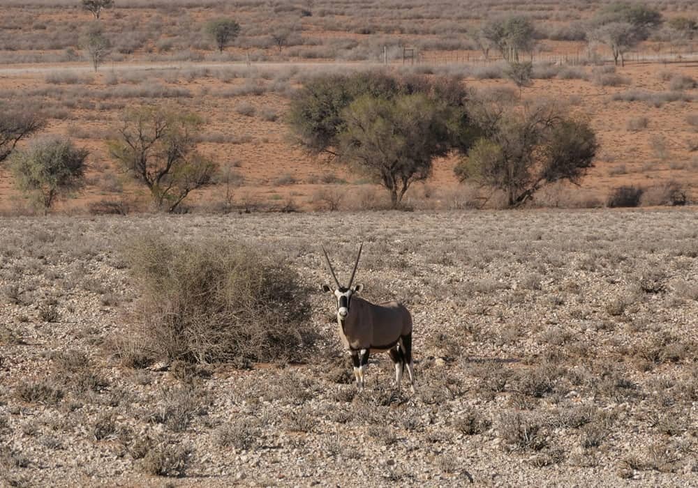 Kalahari Desert Wildlife Oryx Standing in Semi-Arid Landscape