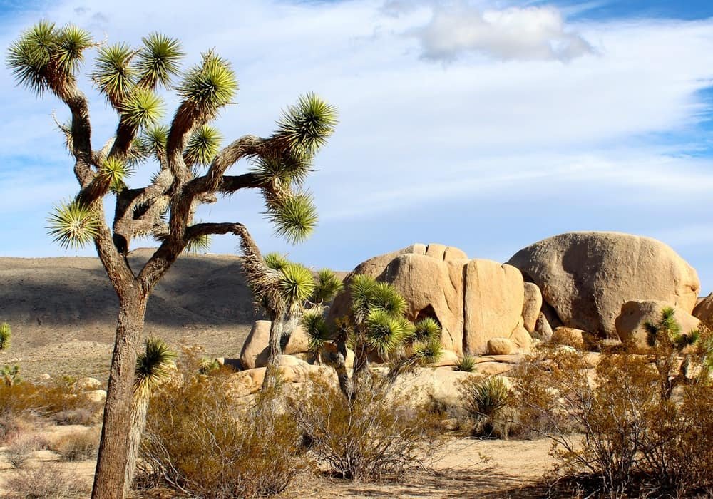 Mojave Desert Joshua Tree Landscape with Rock Formations in California
