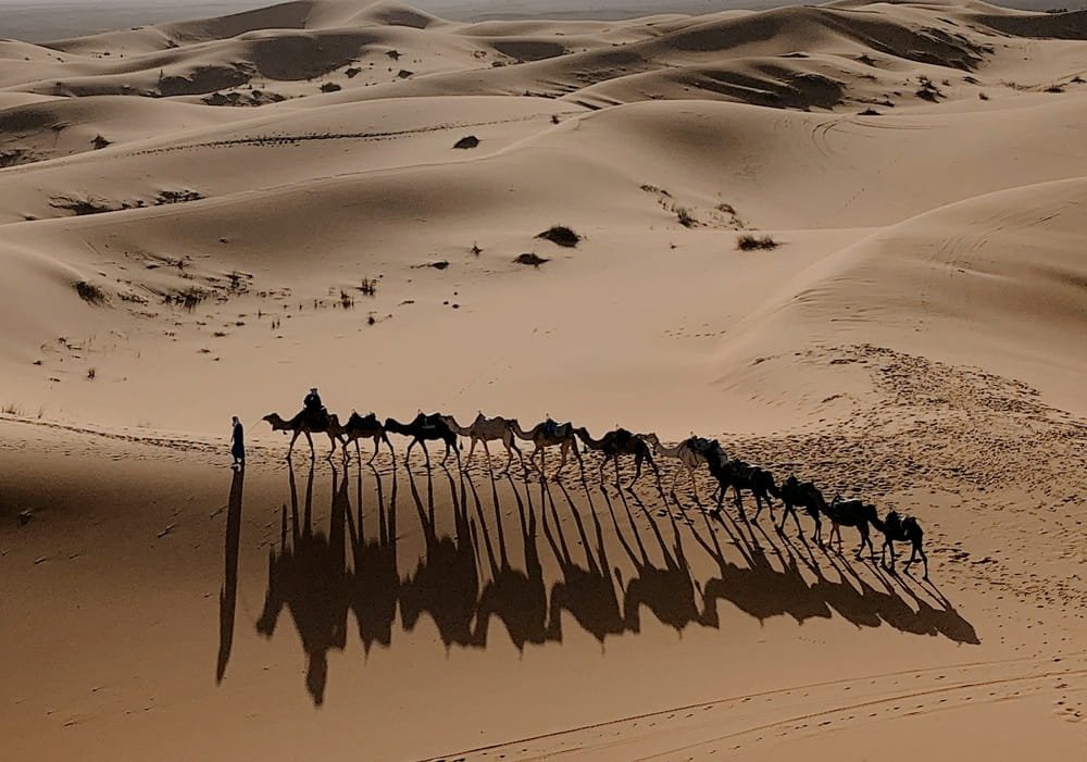 Sahara Desert Camel Caravan Crossing Golden Sand Dunes at Sunset