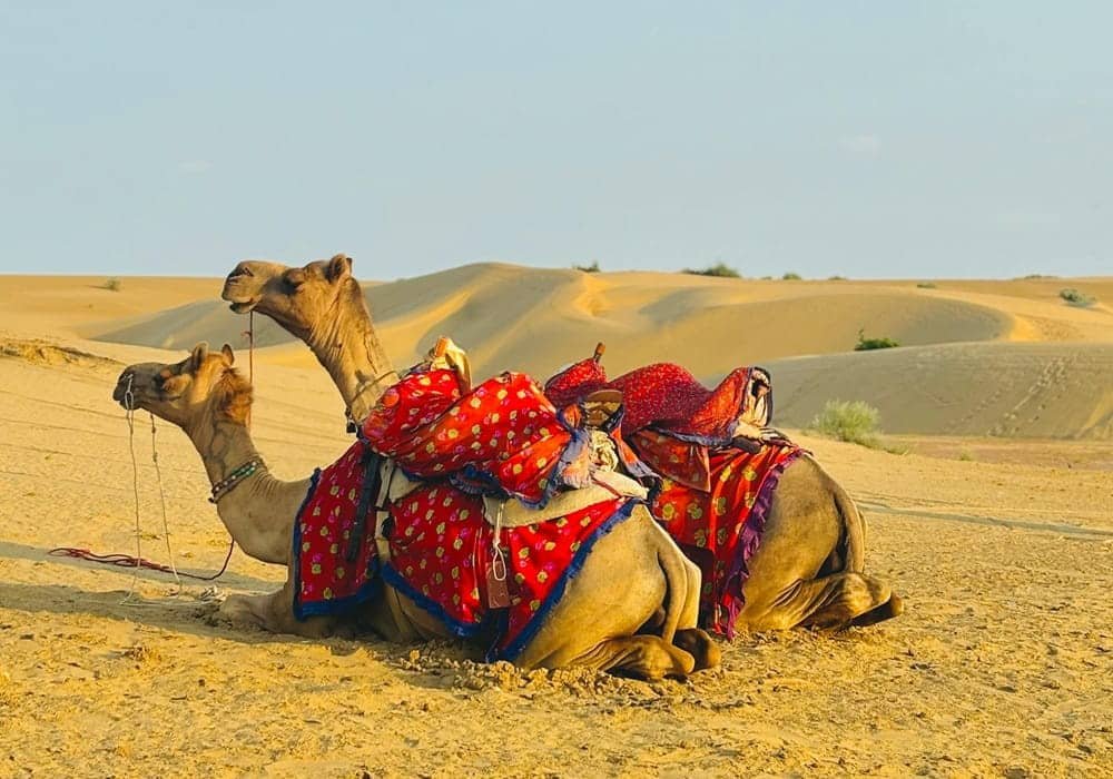 Thar Desert Camel Safari in Rajasthan with Golden Sand Dunes