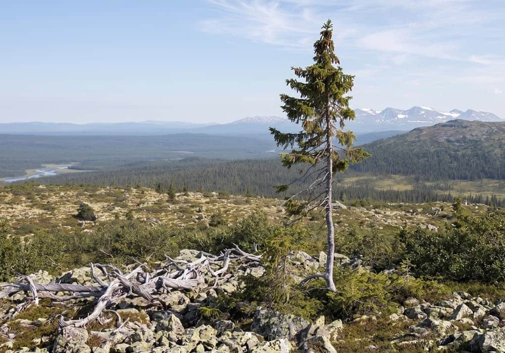The Oldest Clonal Tree Colony Old Tjikko