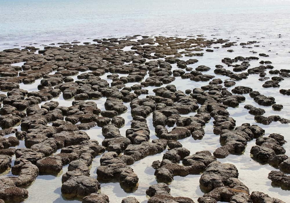 The Oldest Living Fossils Stromatolites