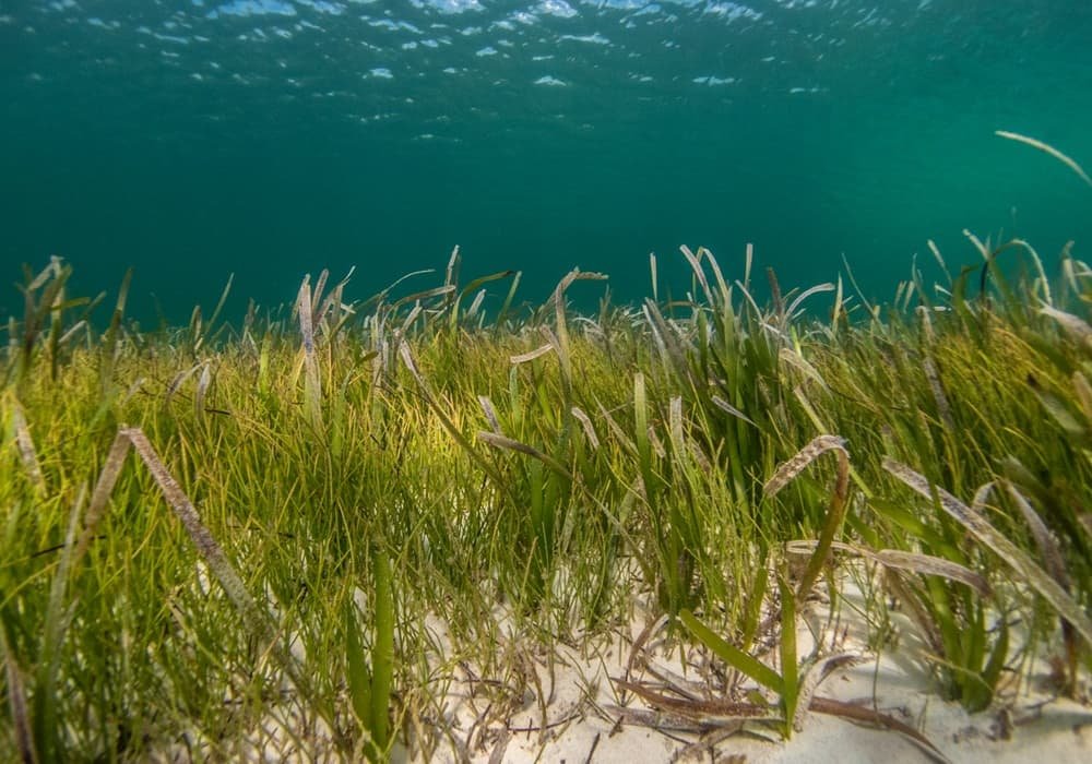 The Oldest Living Organism Posidonia Oceanica (Sea Grass Meadow)