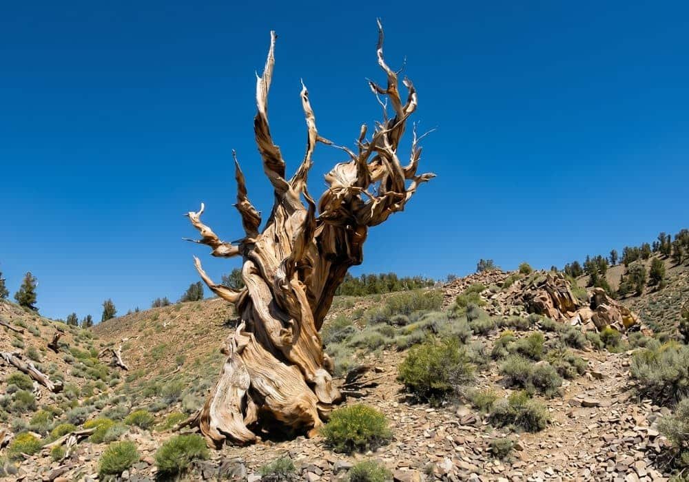 The Oldest Non-Clonal Tree Methuselah (Bristlecone Pine)